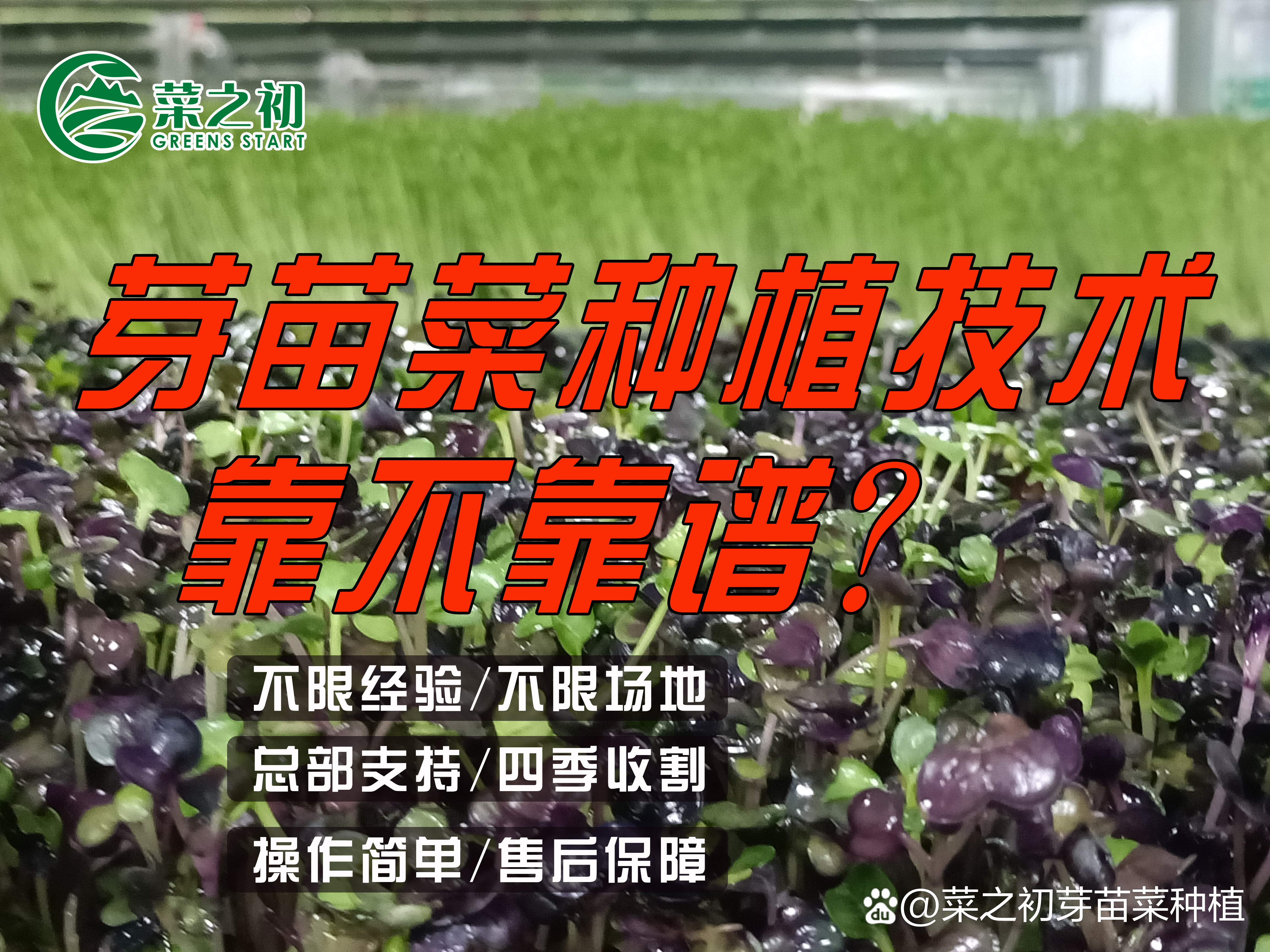 茼蒿芽苗菜种植技术(茼蒿菜怎么种植容易发芽)
