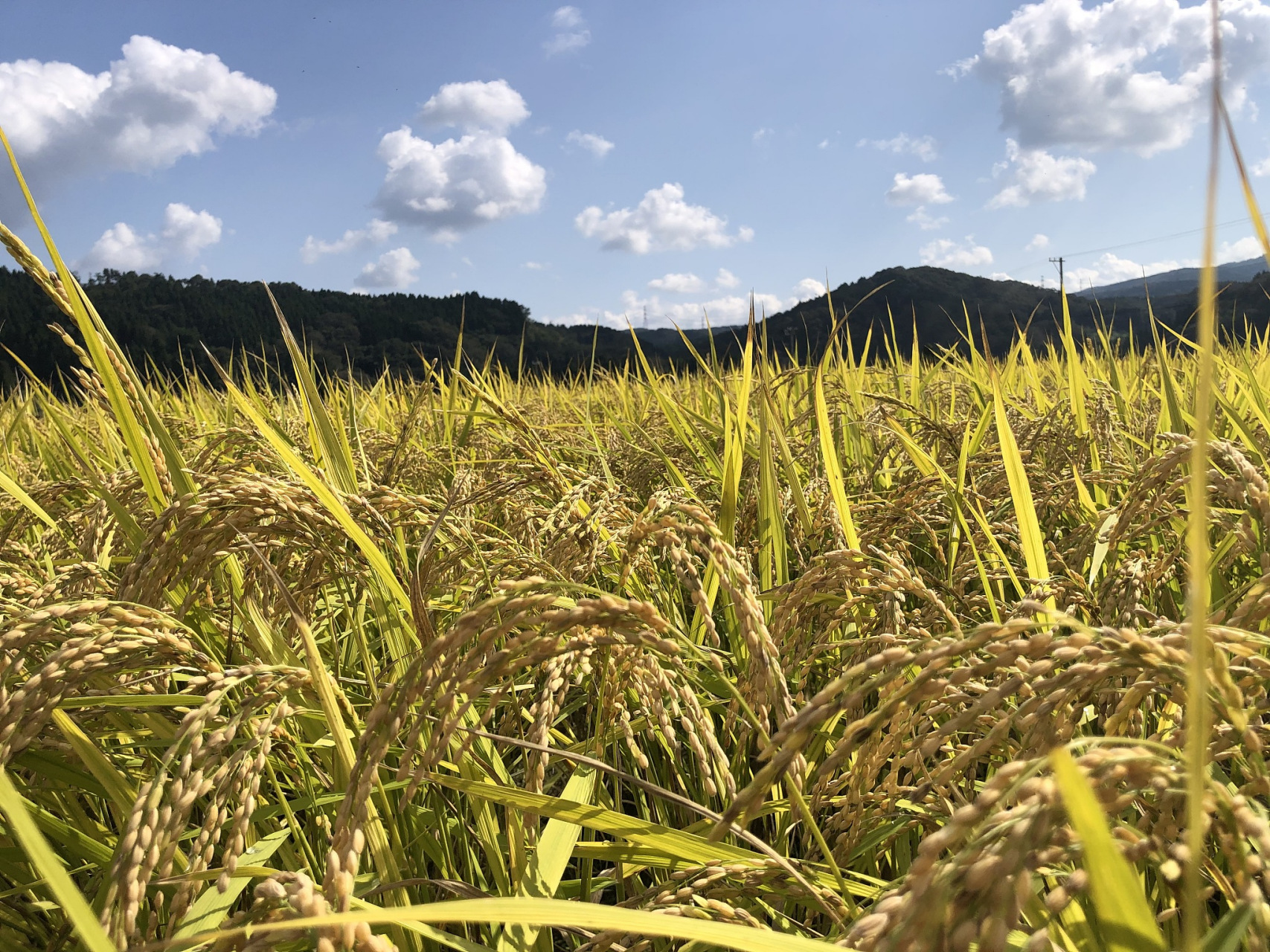 四川水稻高产栽培技术(四川水稻主推品种有哪些)