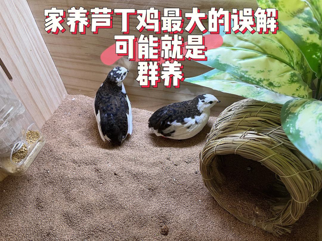 芦丁鸡是怎么繁殖的(芦丁鸡是怎么繁殖的图片)