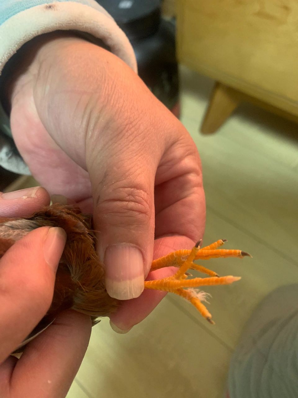 芦丁鸡是怎么繁殖的(芦丁鸡是怎么繁殖的图片)