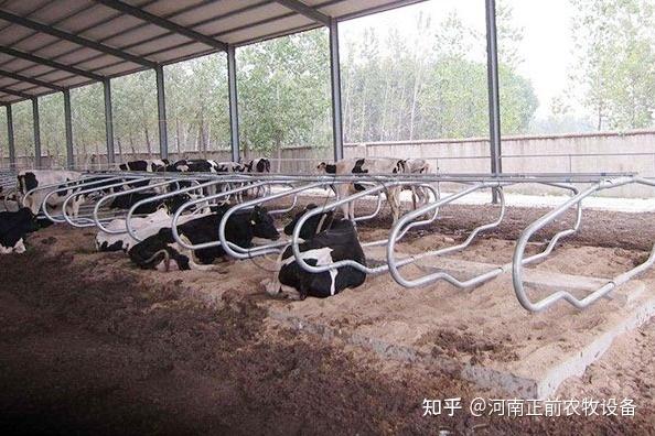 怎么学养牛(我想学养牛的技术)