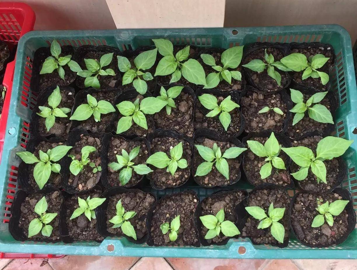 家庭种蔬菜(家庭种蔬菜长虫子用什么农药好呢)
