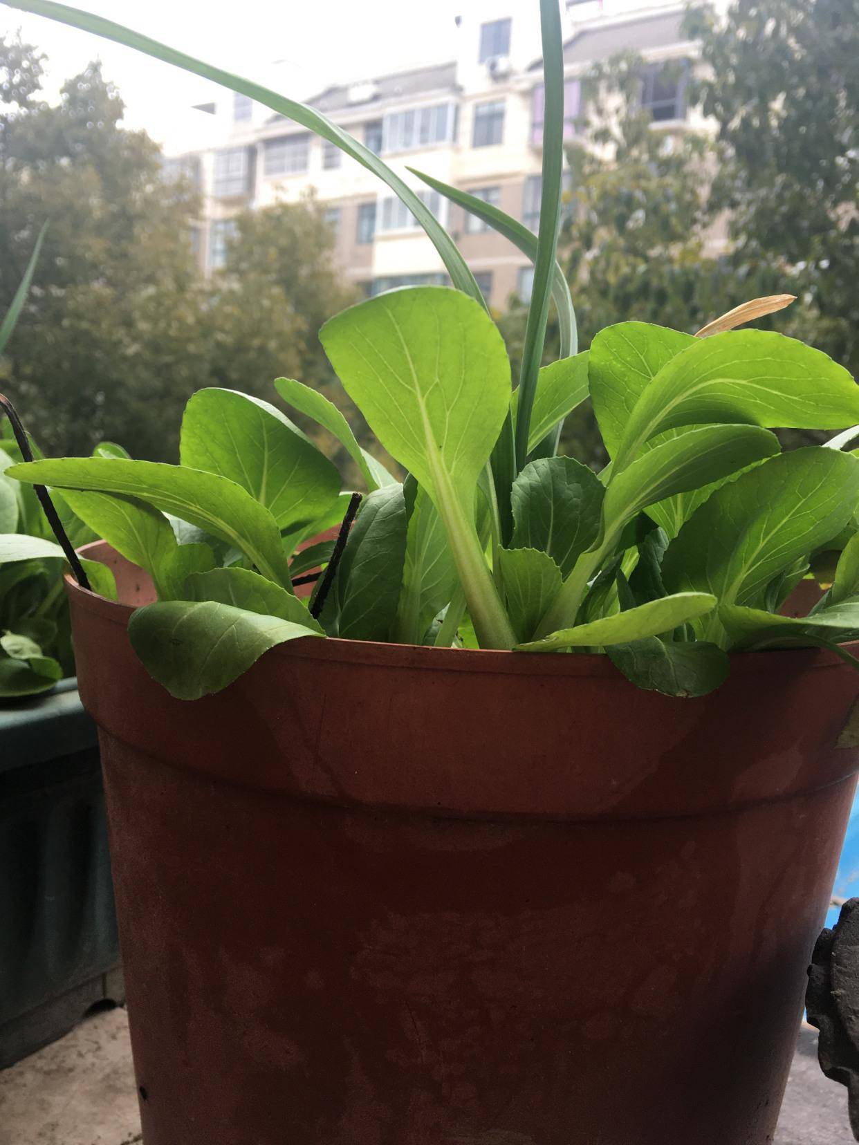 家庭种蔬菜(家庭种蔬菜长虫子用什么农药好呢)