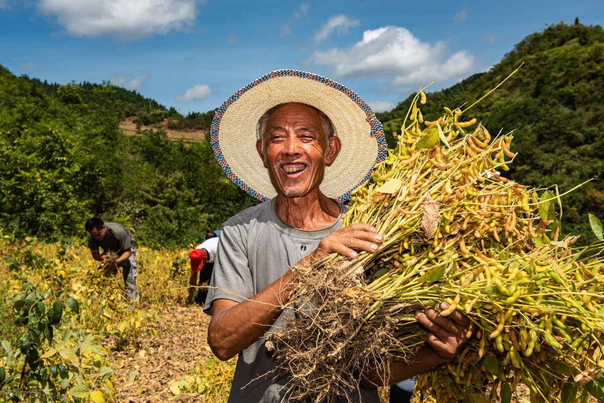 种黄豆(种黄豆一亩纯利润多少)
