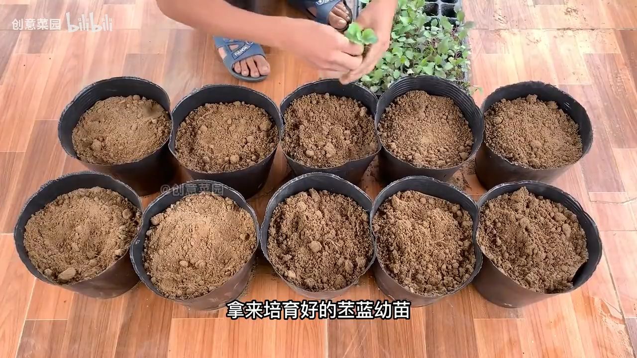 种植苤蓝的过程(苤蓝春季种植技术)