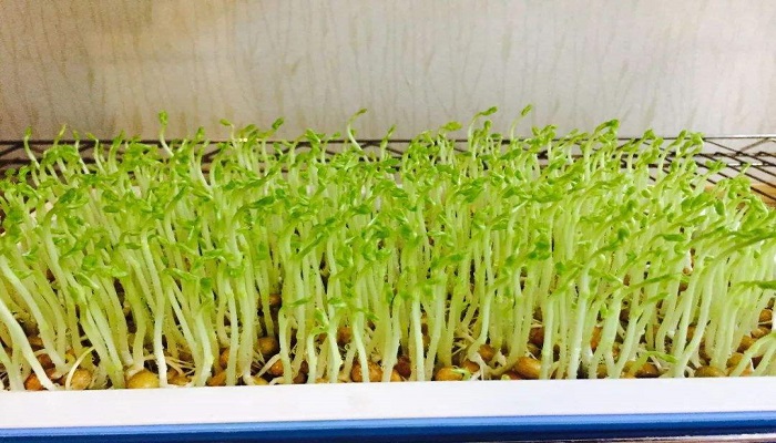 黄豆苗的种植方法步骤(黄豆苗的种植方法步骤图片)