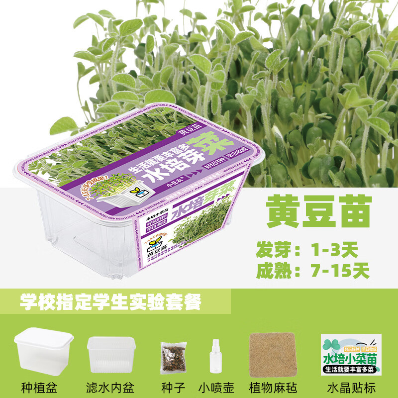 黄豆苗的种植方法步骤(黄豆苗的种植方法步骤图片)