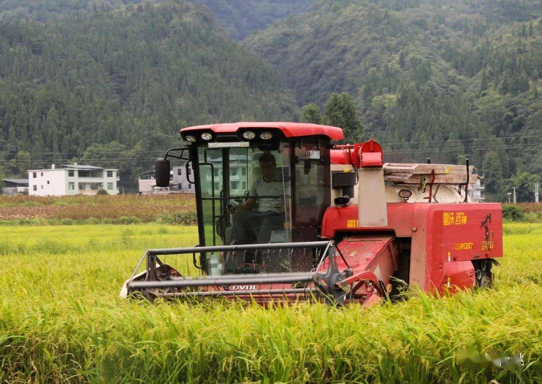 黑龙江水稻种植大户有哪些(黑龙江水稻种植大户有哪些地方)