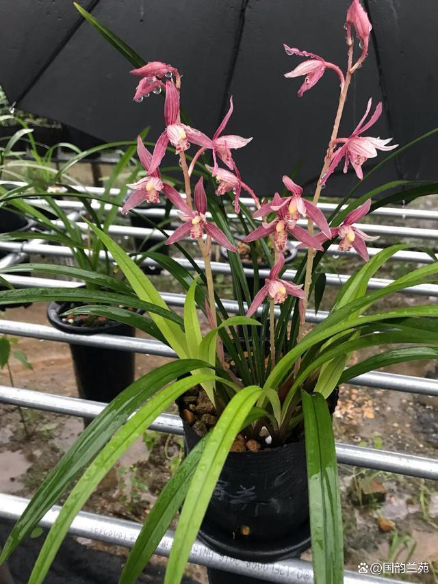 兰花如何繁育(兰花繁殖方法有哪些?每种方法的优缺点?)
