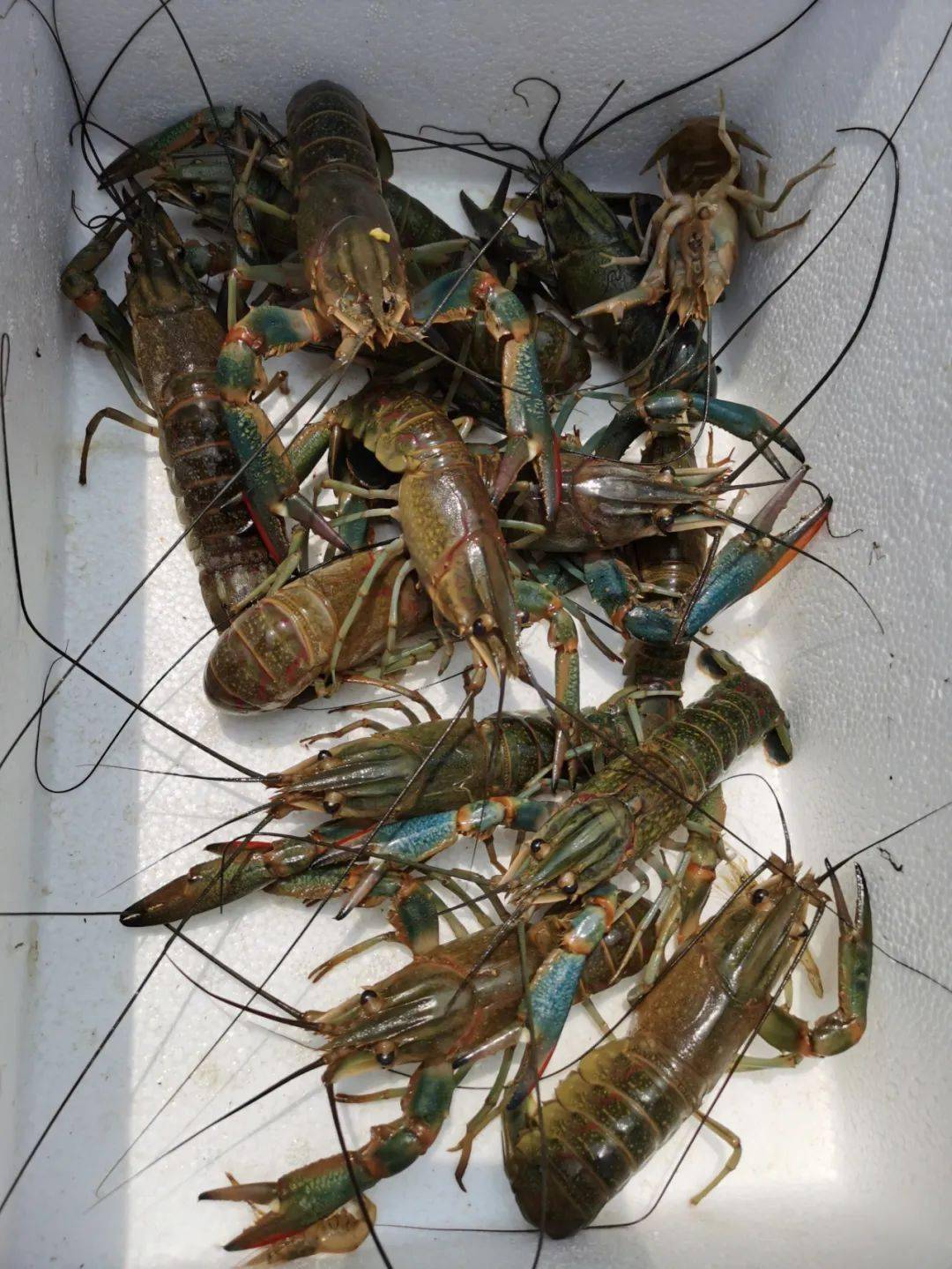 澳洲淡水龙虾最低养殖温度(澳洲淡水龙虾最低温度不会死)