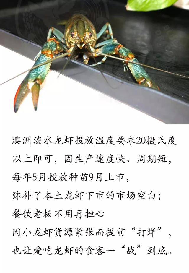 澳洲淡水龙虾最低养殖温度(澳洲淡水龙虾最低温度不会死)