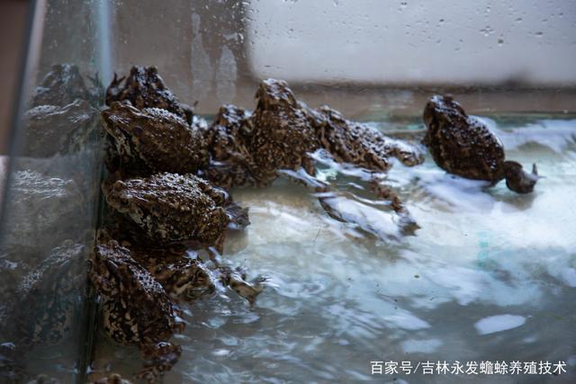 人工养殖蟾蜍技术的简单介绍