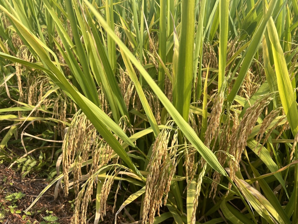 种植水稻的省份(水稻种植大省有哪几省)