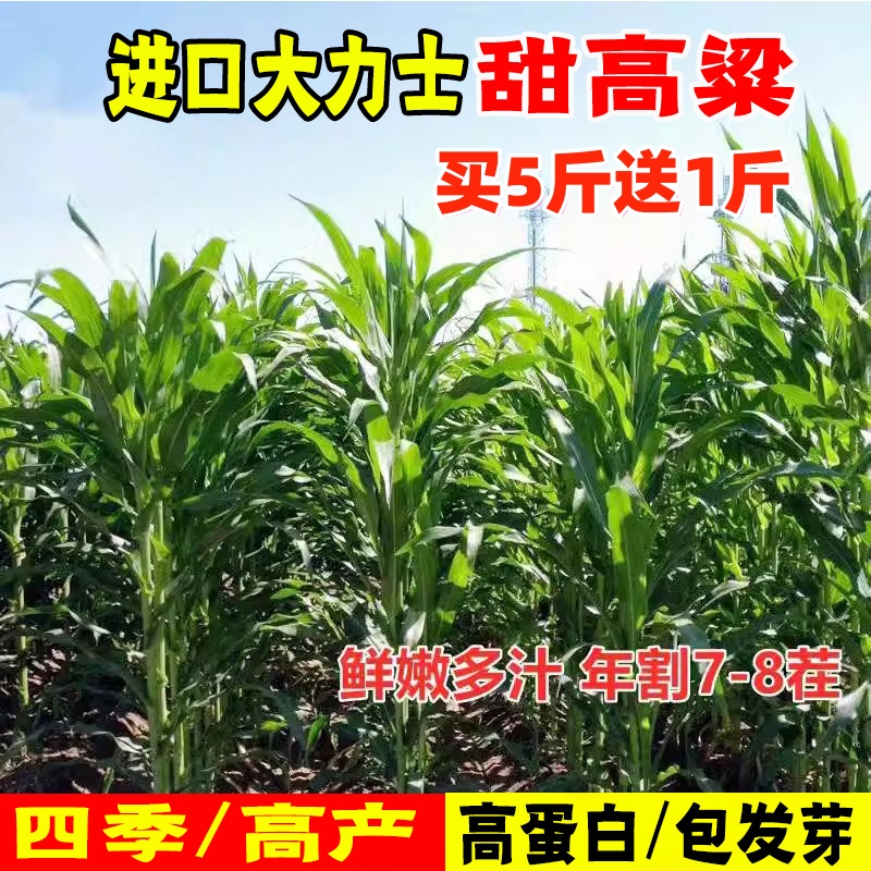 如何养殖鸡鸭鹅(养殖鸡鸭鹅需要哪些手续)