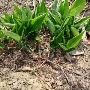 竹根薯种植技术(竹根薯怎么做好吃)