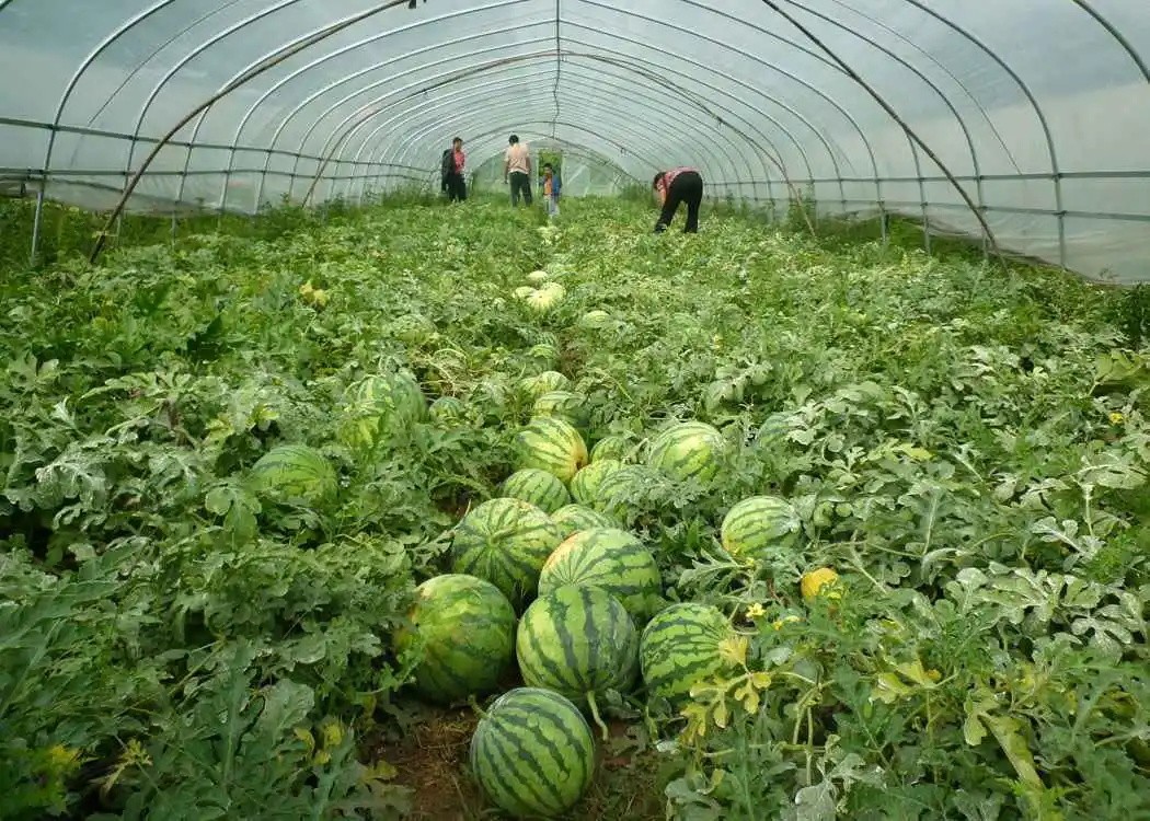 浙蜜5号西瓜栽培技术的简单介绍