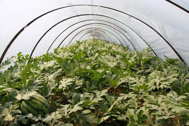 浙蜜5号西瓜栽培技术的简单介绍