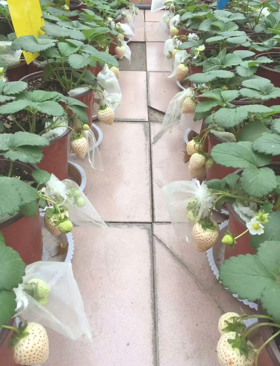 草莓花盆种植方法(草莓花盆种植方法视频)
