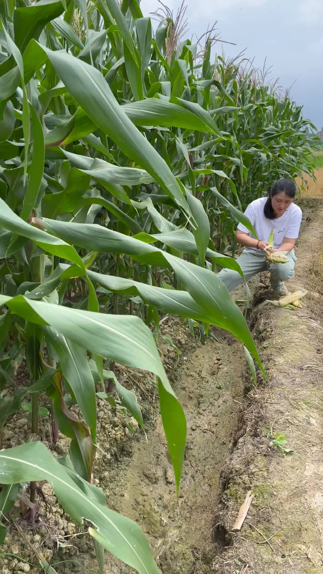 粘玉米怎么种植(粘玉米怎么种植视频)