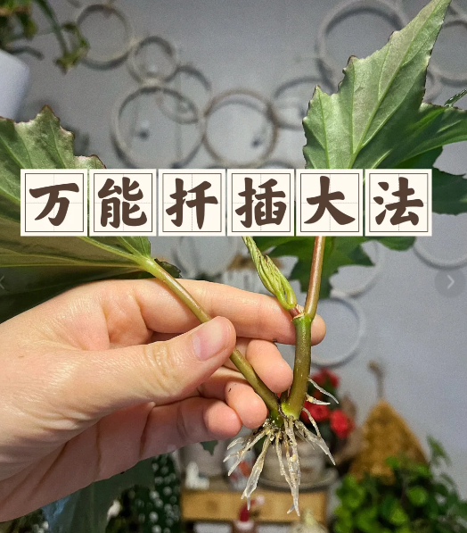 水里种土豆的方法(水里种土豆的方法图片)