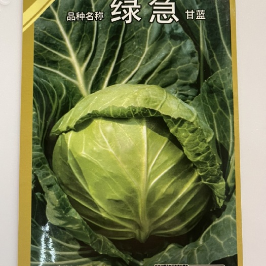 甘蓝种子什么品种好(甘蓝种子什么品种好种)