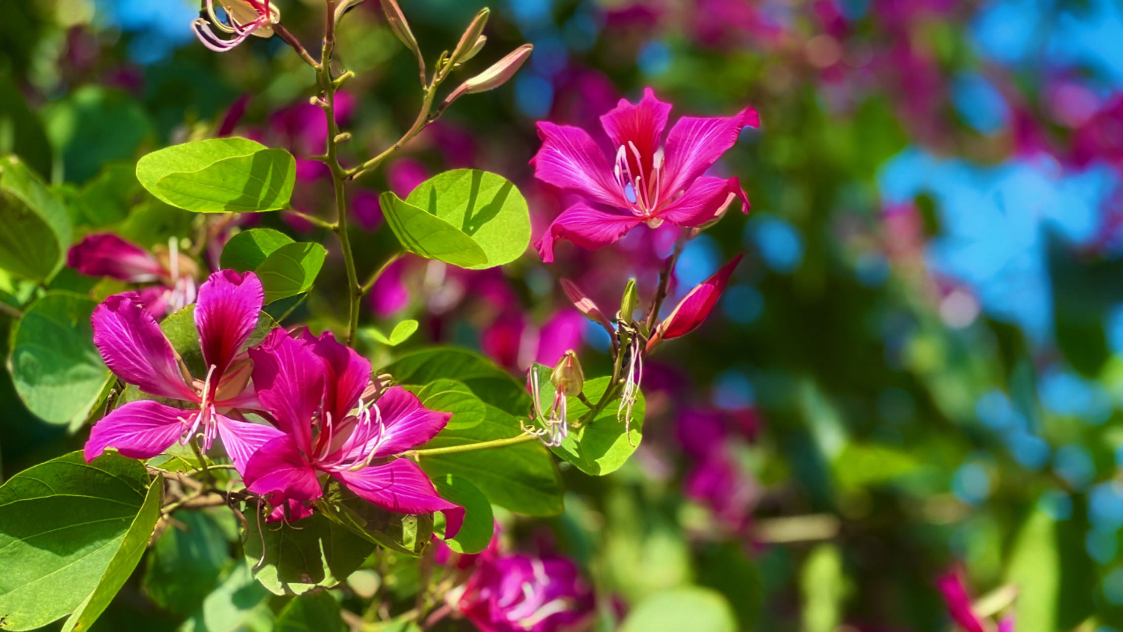 从播种到开花最快的花(从播种到开花最快的花卉是什么)