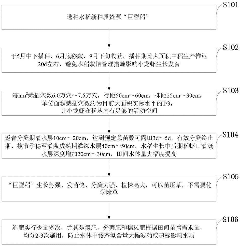 水稻的种植步骤(水稻种植步骤怎么写)