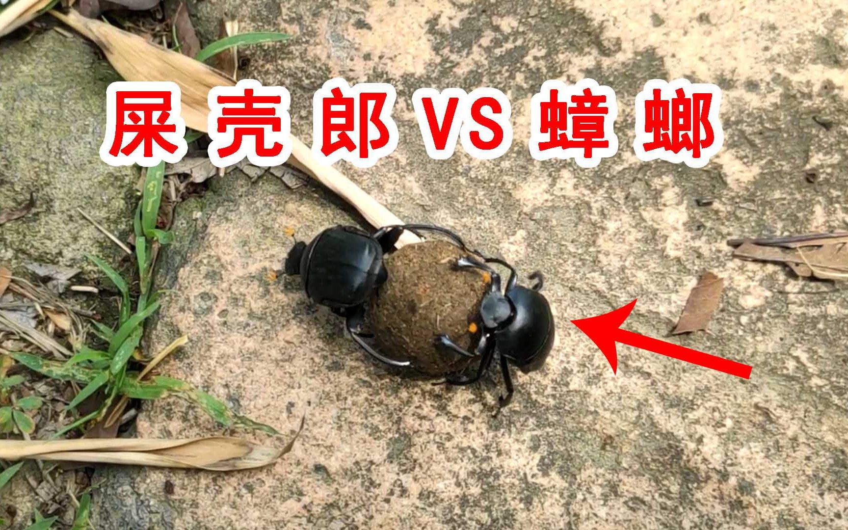 屎壳郎养殖技术视频(屎壳郎养殖技术视频教程)