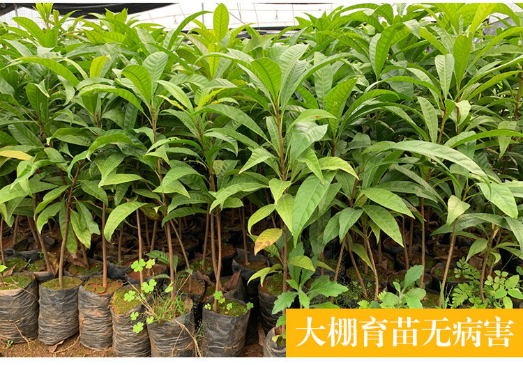 蛋黄果育苗(蛋黄果育苗方法视频教程下载)