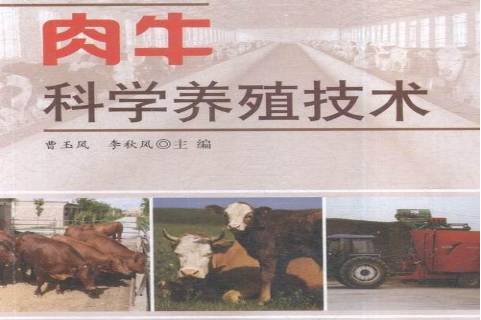 国外肉牛养殖技术(国外肉牛养殖技术视频)
