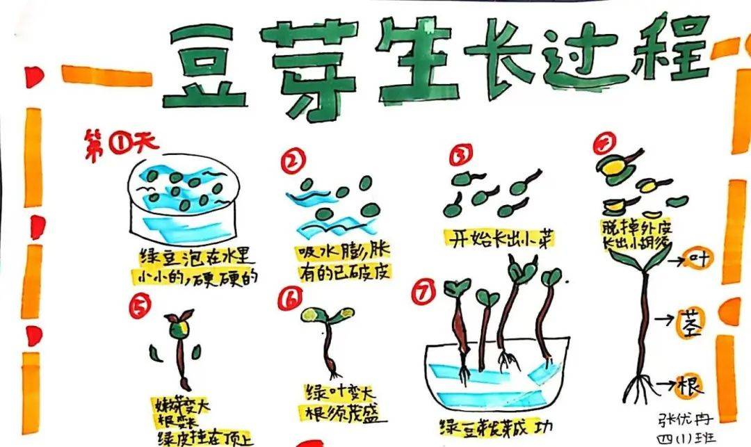如何种黄豆芽的方法(怎么种黄豆芽视频教程)