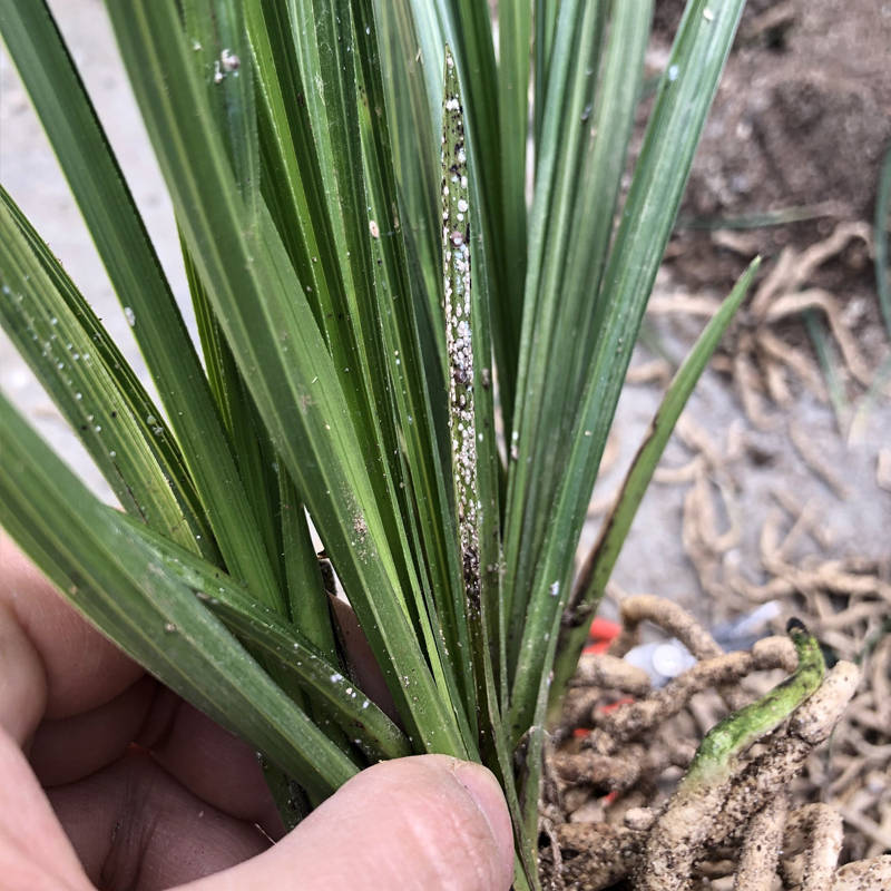 白蜡虫的养殖技术(白蜡虫的危害及防治)