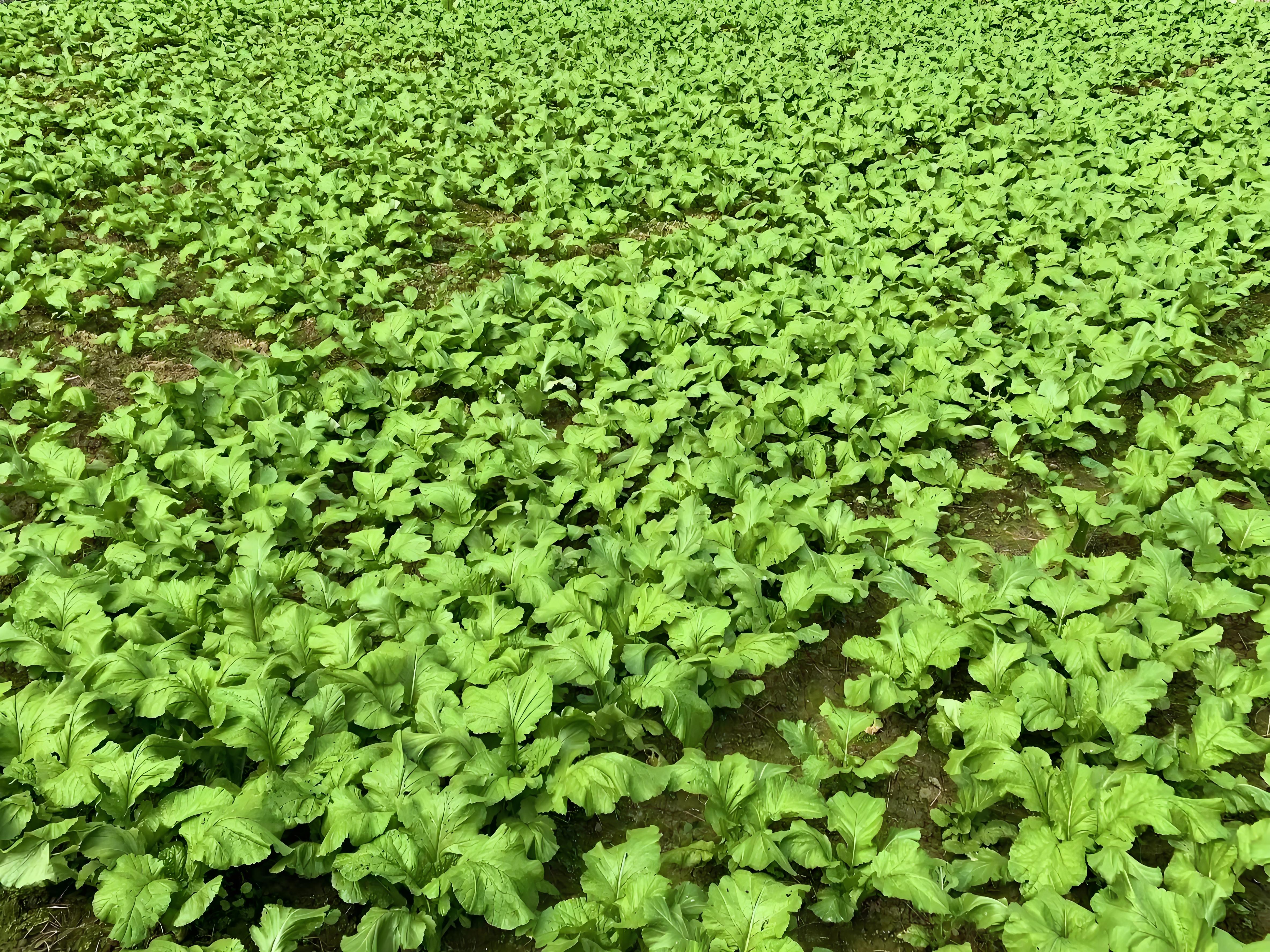 芥菜怎么种植(芥菜怎么种植最好)