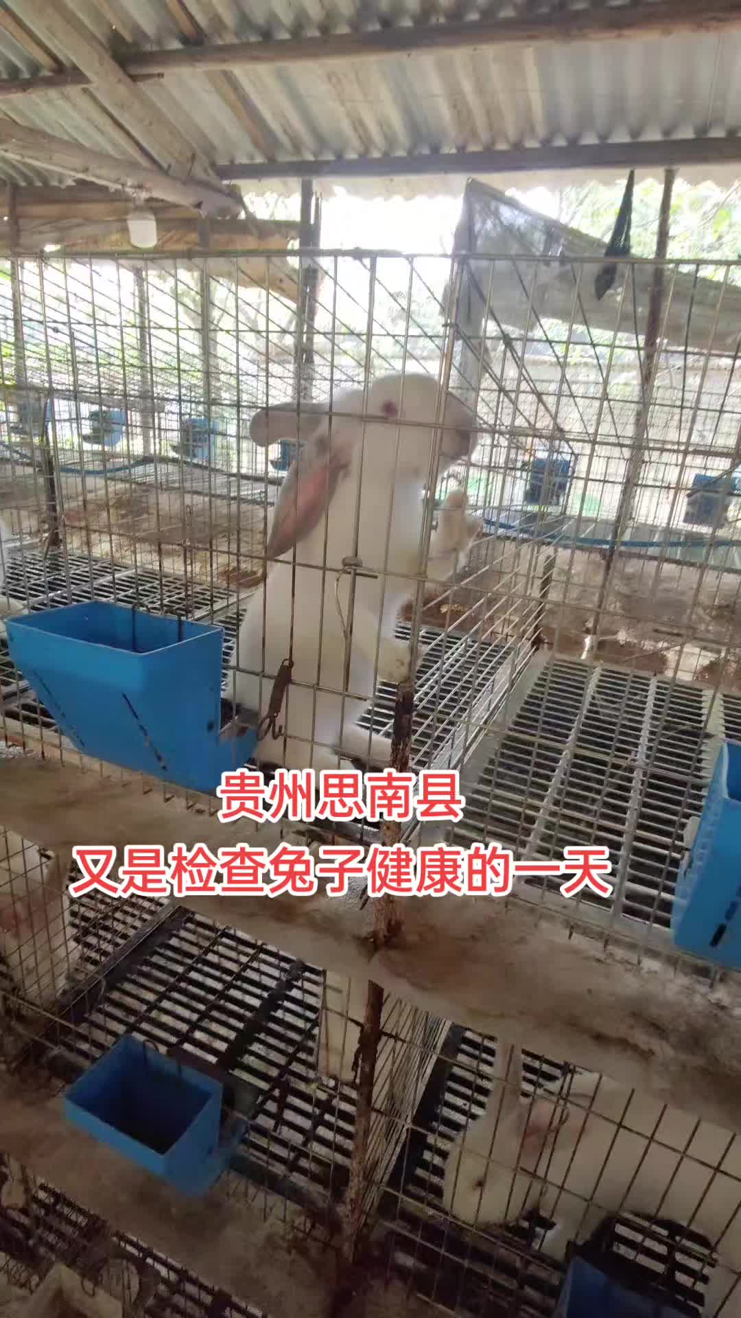 冬天兔子养殖技术大全(冬天如何养兔子要注意什么)