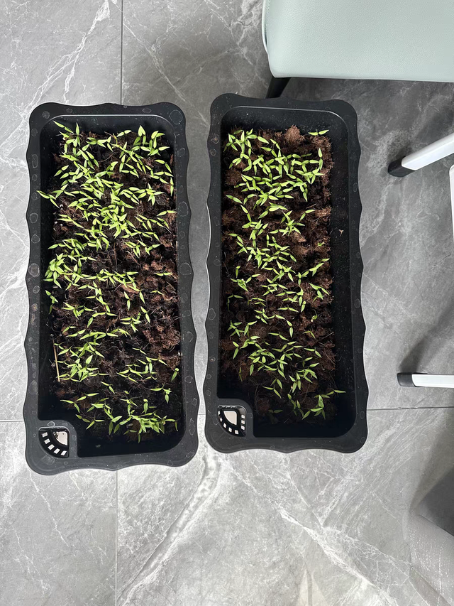 阳台蔬菜种植方法(阳台蔬菜种植方法和技术)