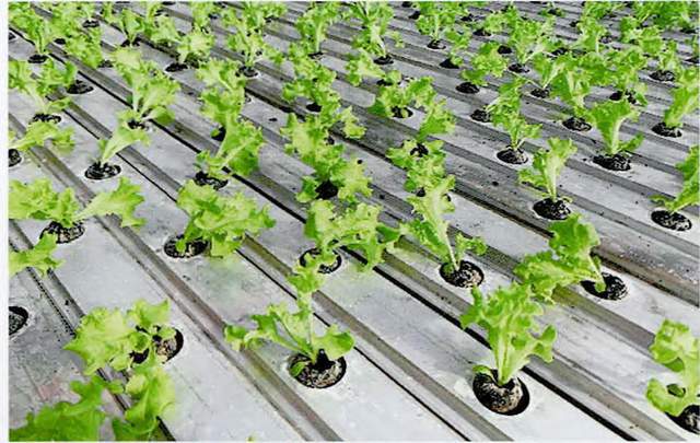 生菜大棚种植技术(大棚生菜亩产量多少斤)