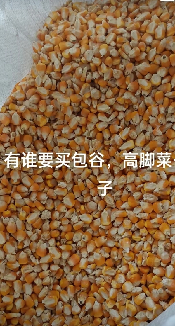 玉米谁(玉米谁家的好吃)