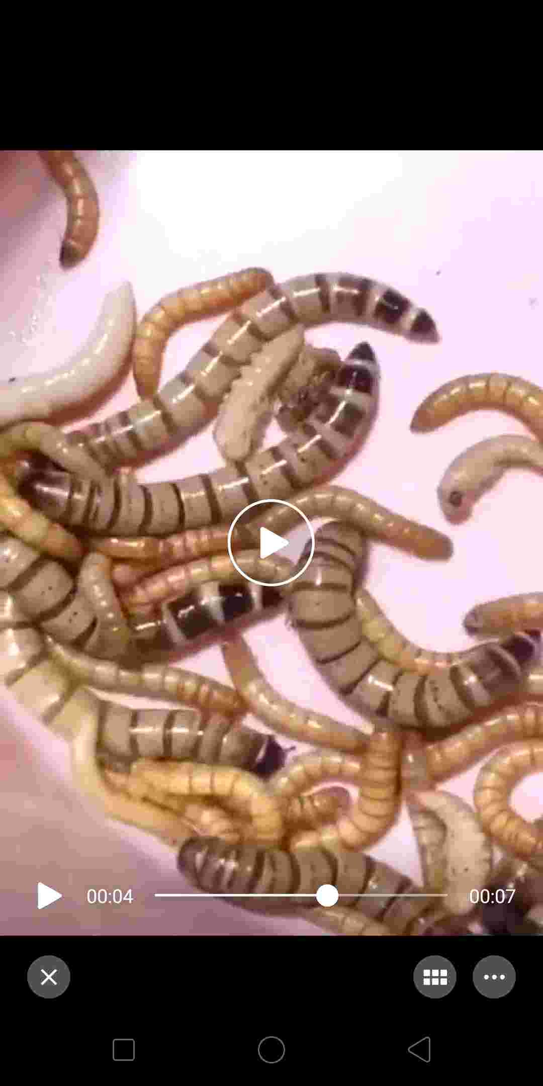 蛋白虫繁殖养殖技术(蛋白虫养殖周期是多久)
