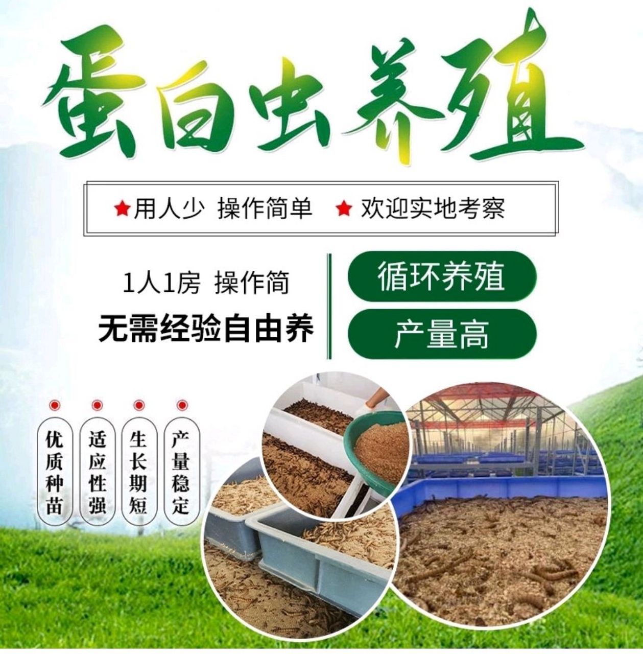 蛋白虫繁殖养殖技术(蛋白虫养殖周期是多久)