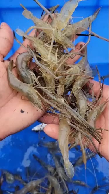 河虾的养殖方法(野生河虾一年繁殖几次)