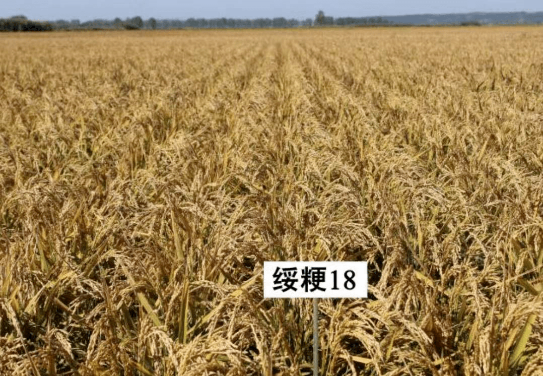 绥粳17水稻品种简介(绥粳18水稻品种简介抗病不产量好吗)