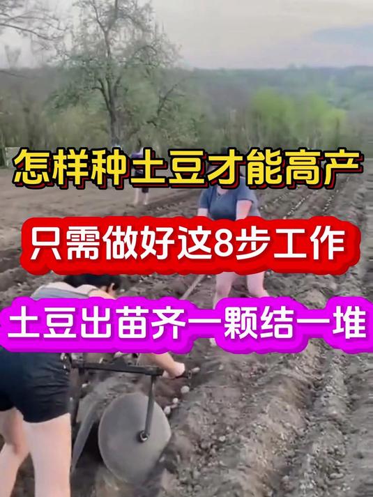 土豆怎样种植才高产(土豆怎样种植才能高产)