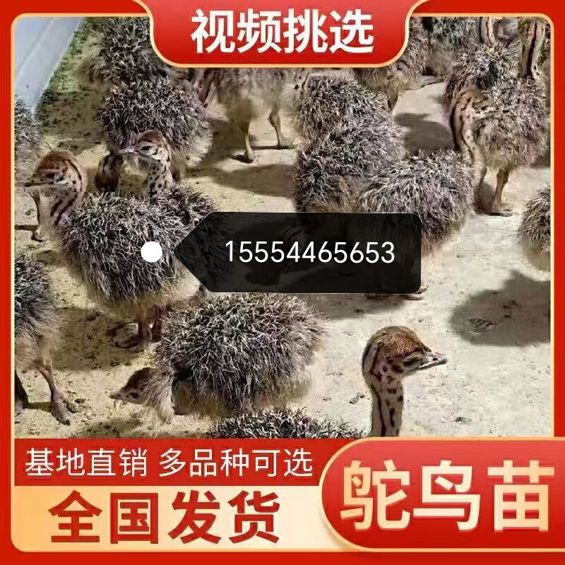 宠物养殖技术(宠物养殖的前景)