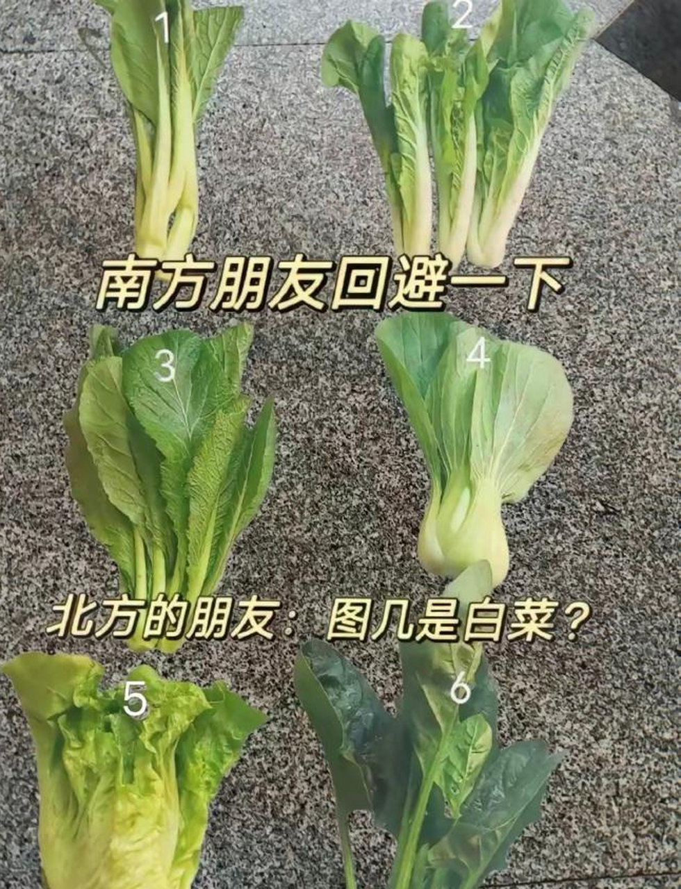 白菜的形态(白菜的形态结构是什么)