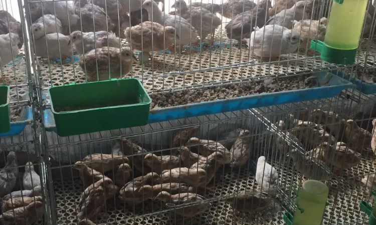 农村芦丁鸡养殖(芦丁鸡养殖前景怎么样一年养多少支才能年入百万)