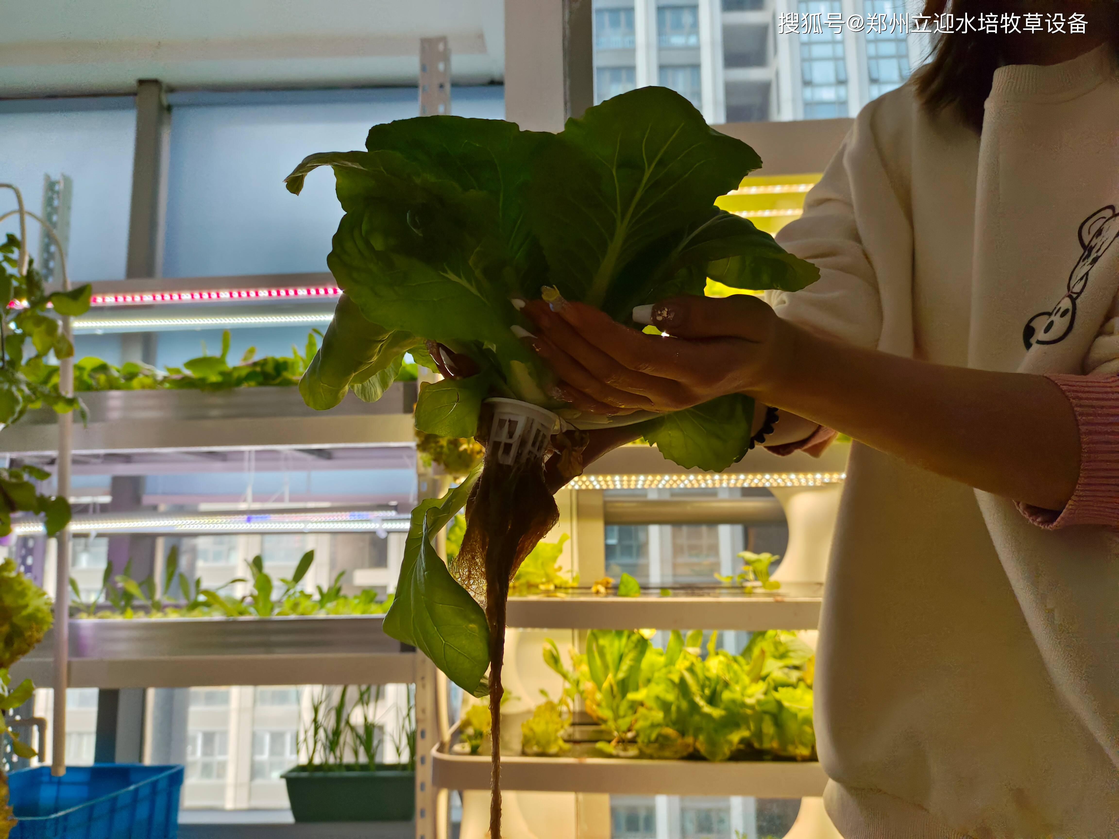 家庭室内种植蔬菜(家庭室内种植蔬菜设备)