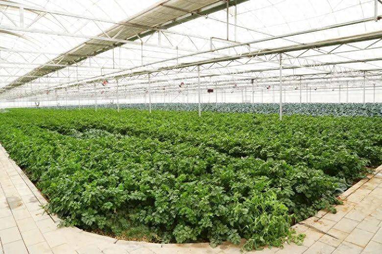 冬季大棚蔬菜种植技术大全(冬季大棚蔬菜种植技术大全视频)