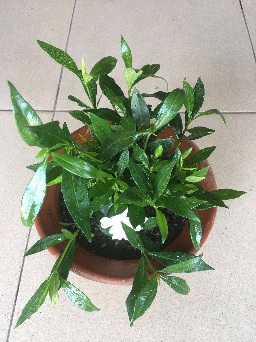 花儿施肥多了怎么办(花儿施肥多了怎么办视频)
