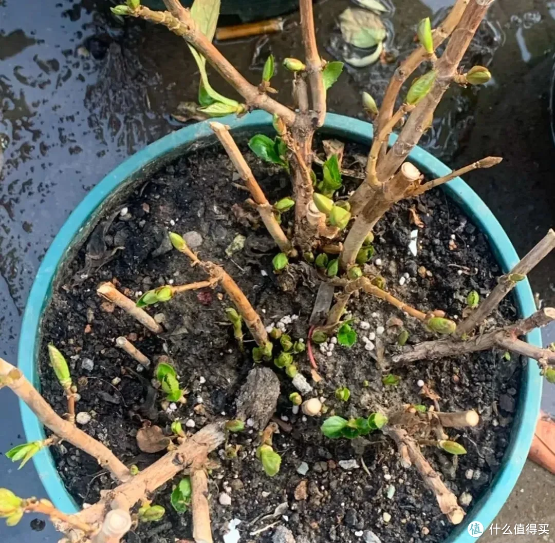 花儿施肥多了怎么办(花儿施肥多了怎么办视频)