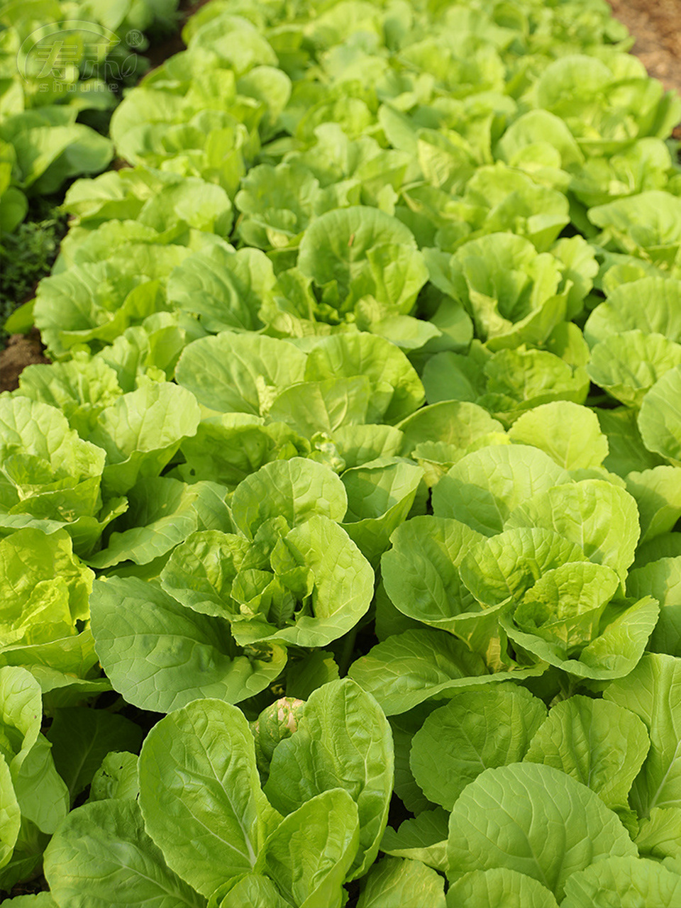 5月种植的蔬菜(5月种植的蔬菜有哪些图片大全)